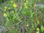 Orchis mascula (Tyndakset Gøgeurt)