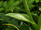 Orchis mascula (Tyndakset gøgeurt)