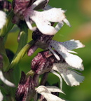 Orchis purpurea (Stor Gøgeurt)