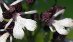 Orchis purpurea (Stor Gøgeurt)