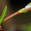 Persicaria_Lapathifolia_ssp__pallida_Bleg_pileurt_29082009_Tilst_011.JPG