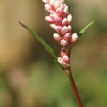 Persicaria maculosa (Fersken-pileurt)
