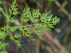Peucedanum palustre (Kær-svovlrod)