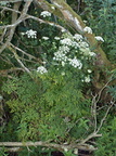 Peucedanum palustre (Kær-svovlrod)
