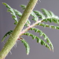 Phacelia tanacetifolia (Honningurt)