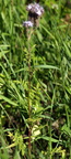 Phacelia tanacetifolia (Honningurt)