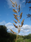 Phalaris arundinacea (Rørgræs)