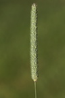 Phleum pratense (Eng-Rottehale)