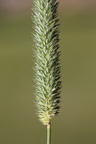 Phleum pratense (Eng-Rottehale)