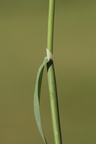 Phleum pratense ssp. pratense (Eng-rottehale)