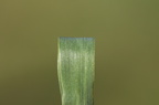 Phleum pratense ssp. pratense (Eng-rottehale)