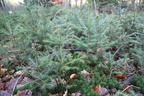 Picea abies (Rød-Gran) - selvforyngelse