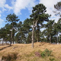 Pinus_nigra_OEstrigsk_Fyr_01092012_Roemoe_008.JPG