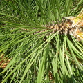 Pinus_nigra_OEstrigsk_fyr_10062007_003.JPG