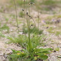 Plantago lanceolata (Lancet-Vejbred)