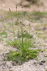 Plantago lanceolata (Lancet-Vejbred)
