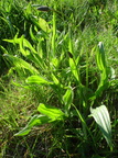 Plantago lanceolata (Lancet-vejbred)