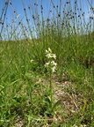 Platanthera bifolia ssp. bifolia (Bakke-gøgelilje)