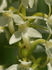 Platanthera bifolia ssp. bifolia (Bakke-gøgelilje)