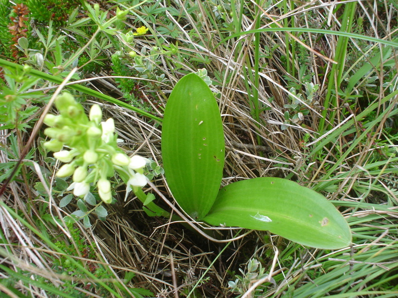 Platanthera_bifolia_ssp__latiflora_Langsporet_goegelilje_03072007_Nordjylland_008.JPG