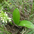 Platanthera bifolia ssp. latiflora (Langsporet gøgelilje)