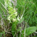 Platanthera bifolia ssp. latiflora (Langsporet gøgelilje)