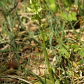 Platanthera chlorantha (Skov-gøgelilje)