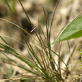 Poa angustifolia (Smalbladet rapgræs)