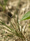 Poa angustifolia (Smalbladet rapgræs)