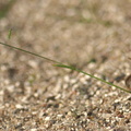Poa annua (Enårig rapgræs)
