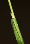 Poa annua (Enårig rapgræs)