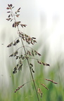 Poa palustris (Stortoppet rapgræs)