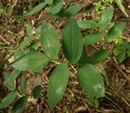 Polygonatum odoratum (Kantet Konval)