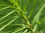Polygonatum verticillatum (Krans-konval)