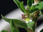 Polygonum aviculare ssp. microspermum (Liggende vej-pileurt)