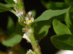 Polygonum aviculare ssp. microspermum (Liggende vej-pileurt)