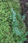 Polypodium vulgare (Almindelig Engelsød)