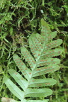 Polypodium vulgare (Almindelig Engelsød)