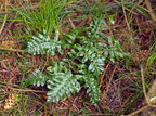 Polypodium vulgare (Almindelig engelsød)