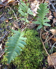Polypodium vulgare (Almindelig engelsød)