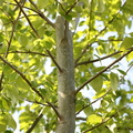 Populus trichocarpa (Vestamerikansk Balsam-Poppel)