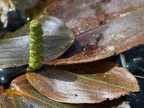 Potamogeton polygonifolius (Aflangbladet vandaks)
