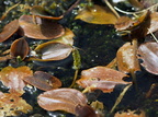 Potamogeton polygonifolius (Aflangbladet vandaks)