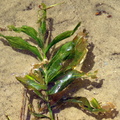 Potamogeton praelongus (Langbladet vandaks)