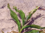 Potamogeton praelongus (Langbladet vandaks)