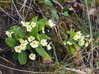 Primula vulgaris (Storblomstret kodriver)