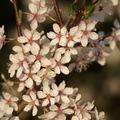 Prunus_cerasifera_Mirabel_24042009_Geding_Soe_008.JPG