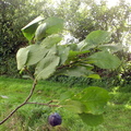 Prunus_domestica_ssp__insititia_Kraege_07092010_011.jpg