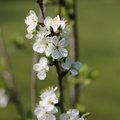 Prunus_domestica_ssp_domestica_Blomme_22042014_Agerbjerg_001.JPG