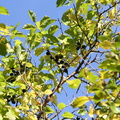 Prunus_domestica_ssp_insititia_Kraege_02102014_Snejbjerg_025.JPG